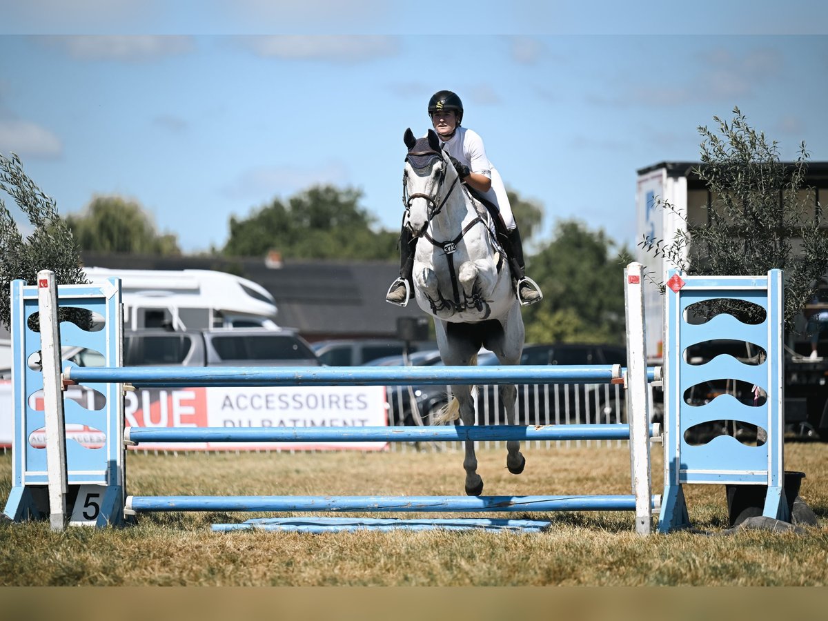 Irish Sport Horse Mare 12 years 16,1 hh Grey in Harelbeke