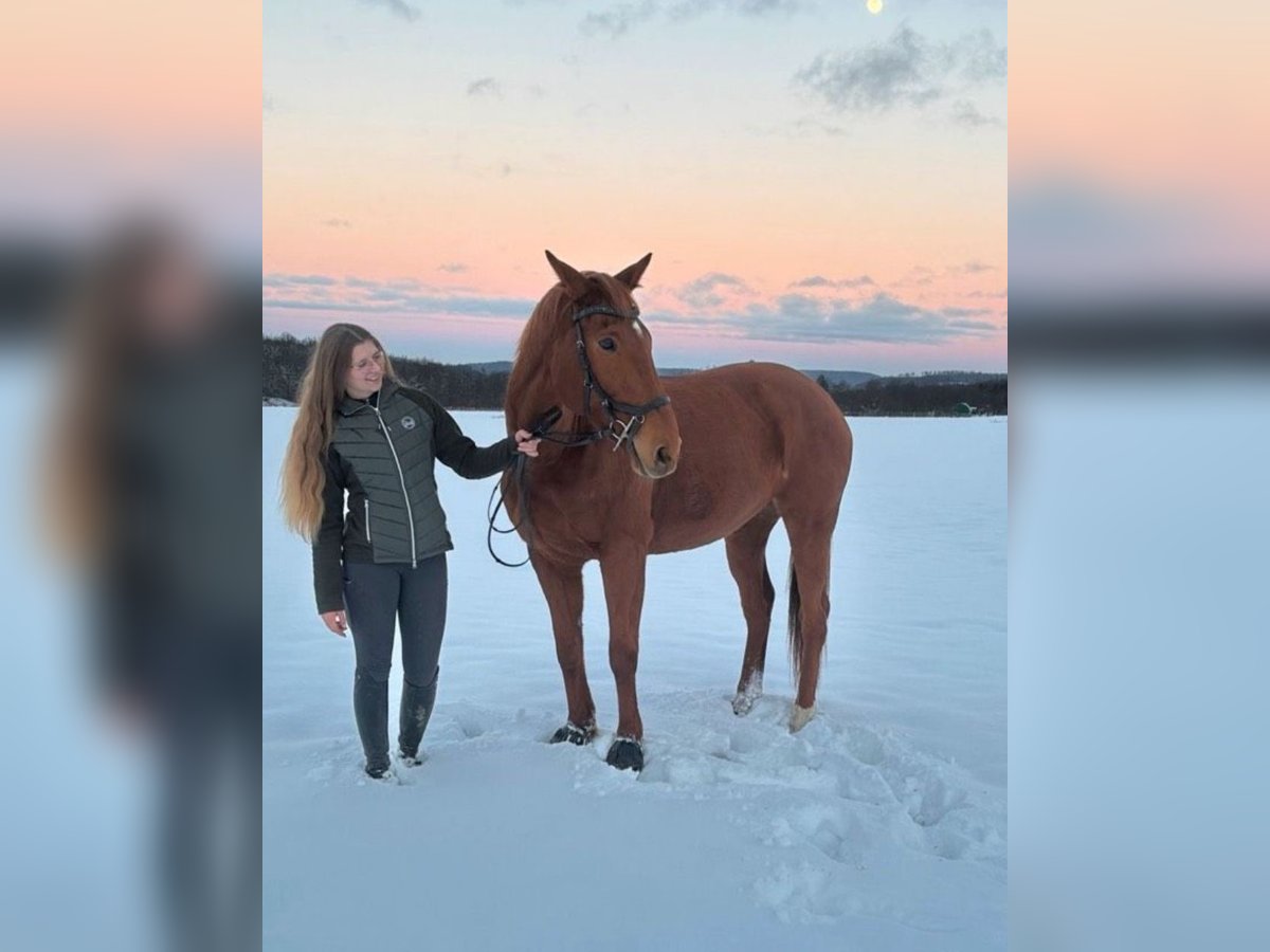 Irish Sport Horse Mare 12 years 16,2 hh Chestnut-Red in Brilon