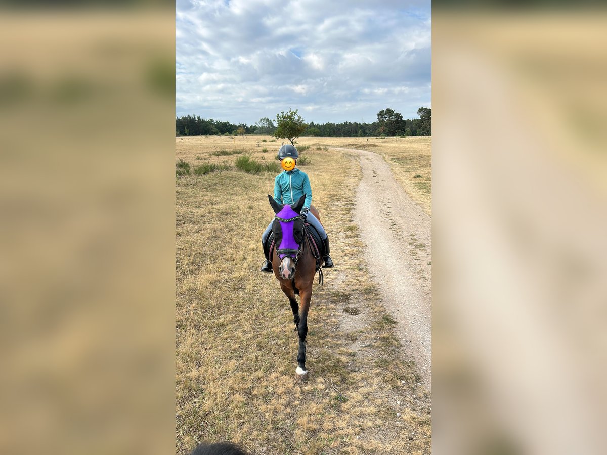 Irish Sport Horse Mare 13 years 14,1 hh Brown in Oberasbach