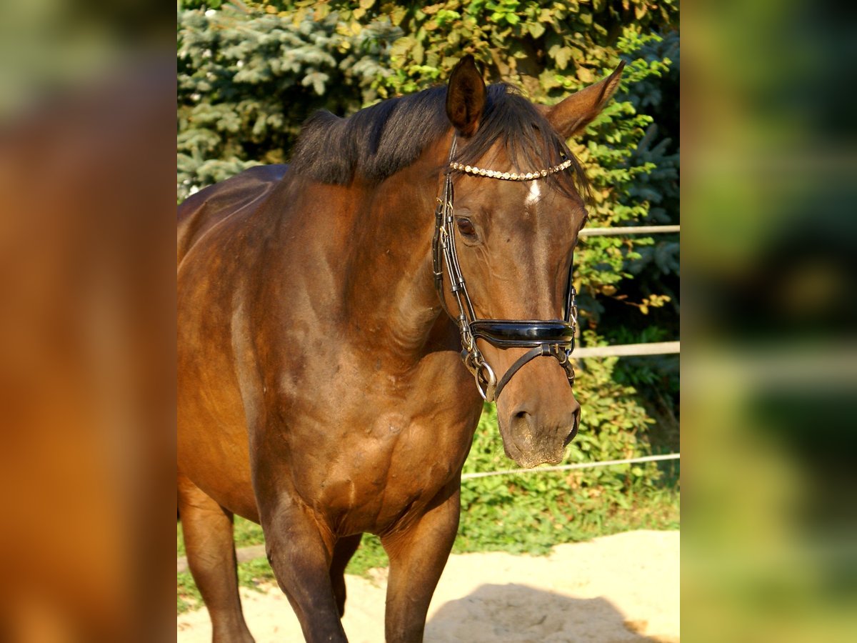 Irish Sport Horse Mare 13 years 15,2 hh Brown in Velpke