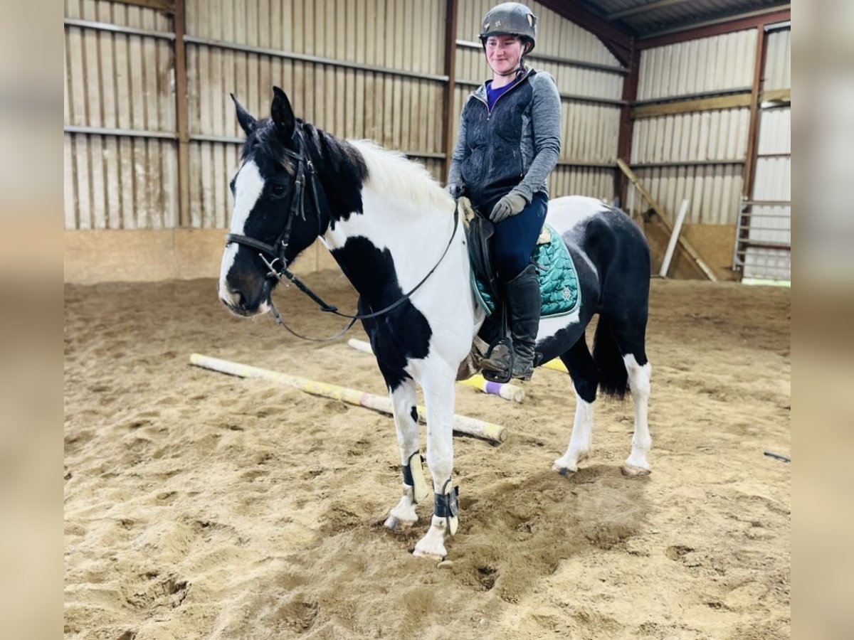 Irish Sport Horse Mare 13 years 15,1 hh Pinto in Sligo