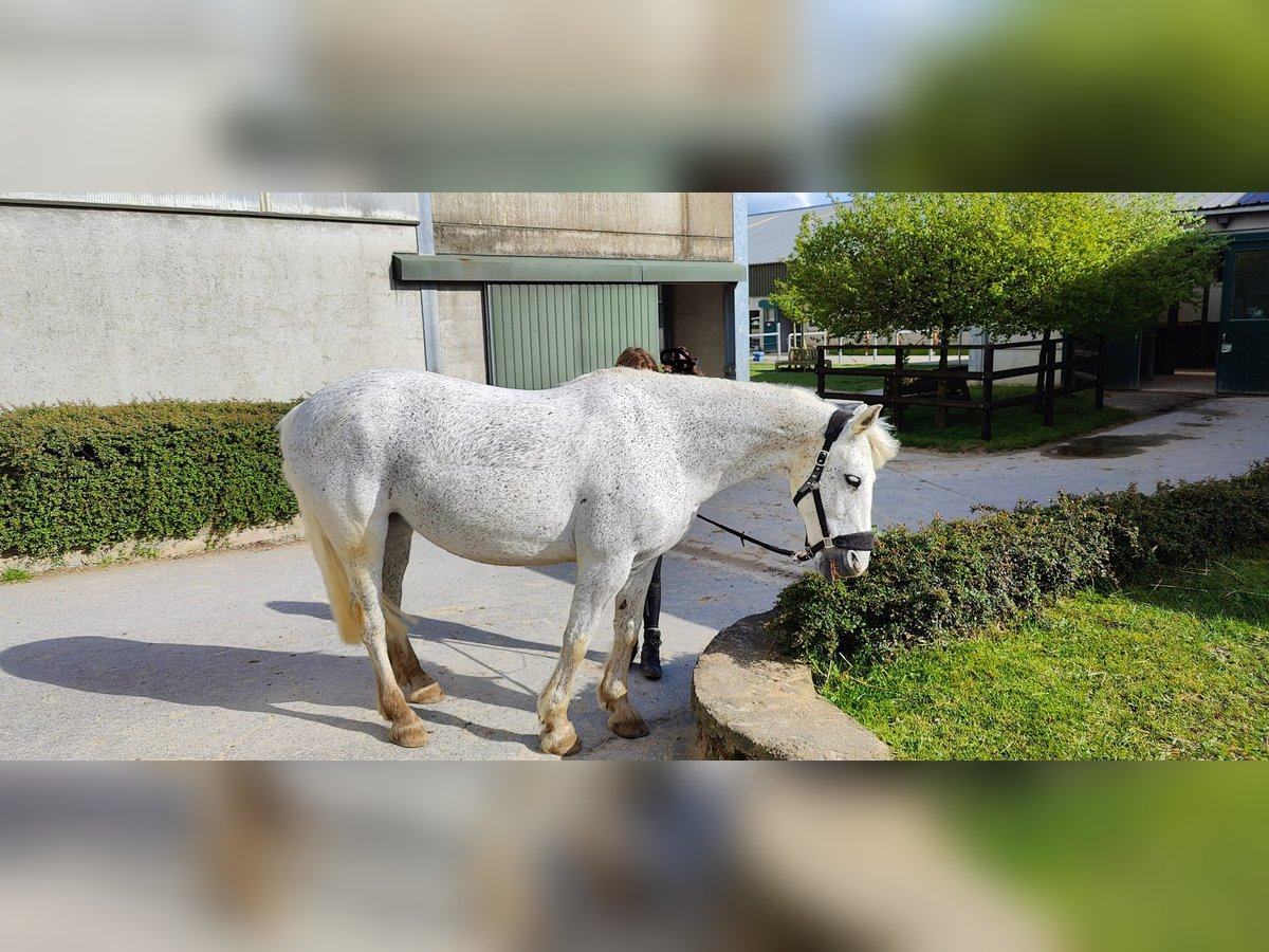 Irish Sport Horse Mix Mare 14 years 14,2 hh Gray-Fleabitten in Strassen