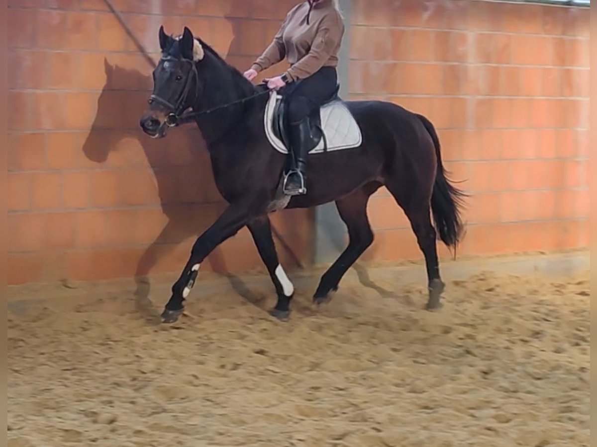 Irish Sport Horse Mare 14 years 15,1 hh Brown in Lage