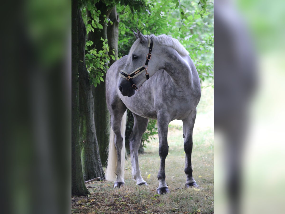Irish Sport Horse Mare 14 years in Oebisfelde-Lockstedt