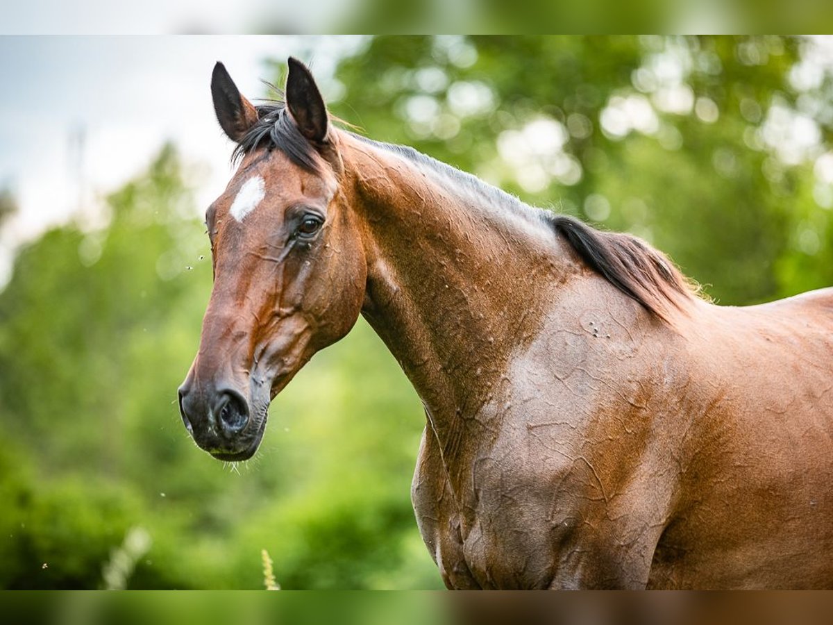 Irish Sport Horse Mare 15 years 16,2 hh Brown in Velden