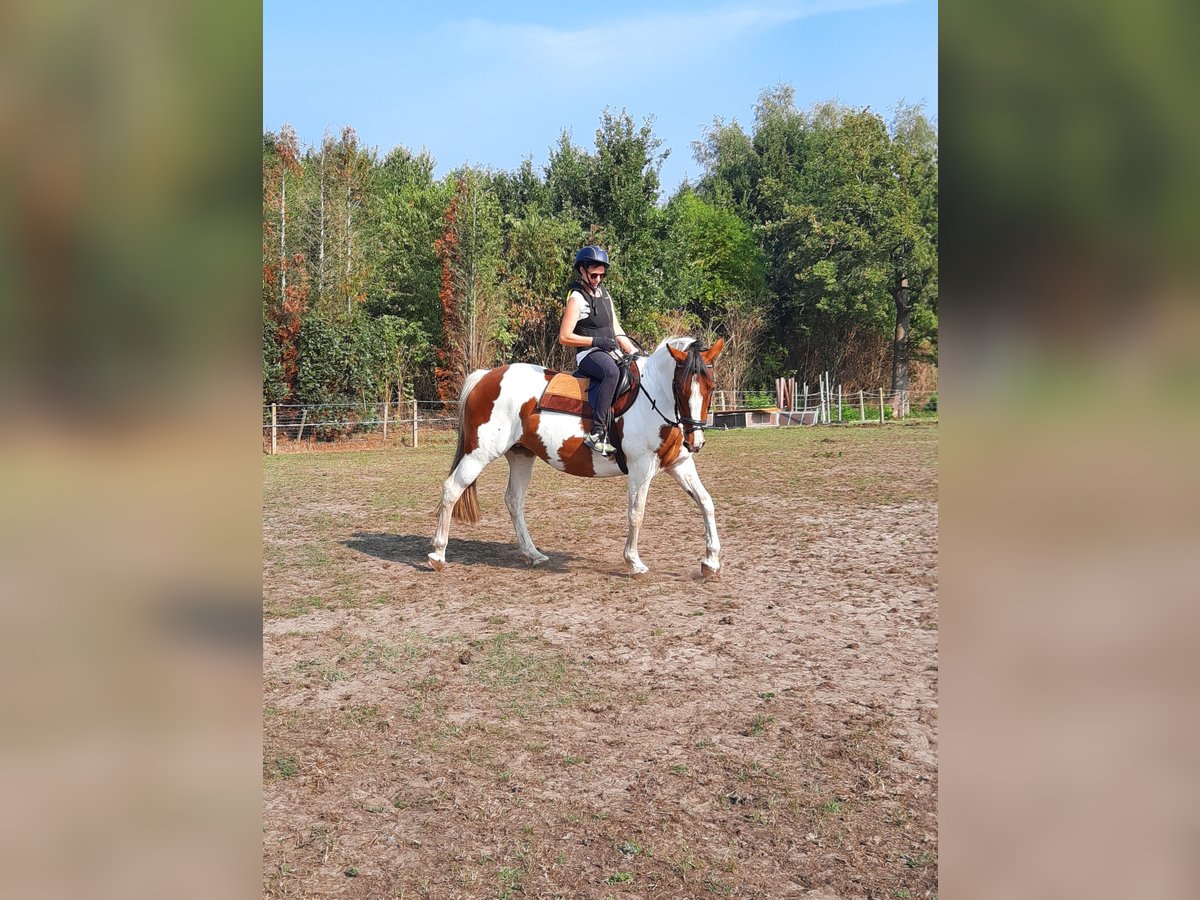 Irish Sport Horse Mare 16 years 15,2 hh Pinto in Koersel