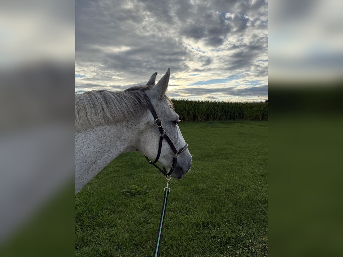 Irish Sport Horse Mare 16 years 15,2 hh Grey in Markt schwaben