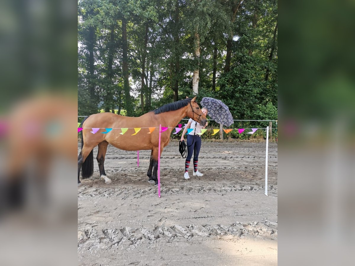 Irish Sport Horse Mare 16 years 16 hh in Essen (Oldenburg)