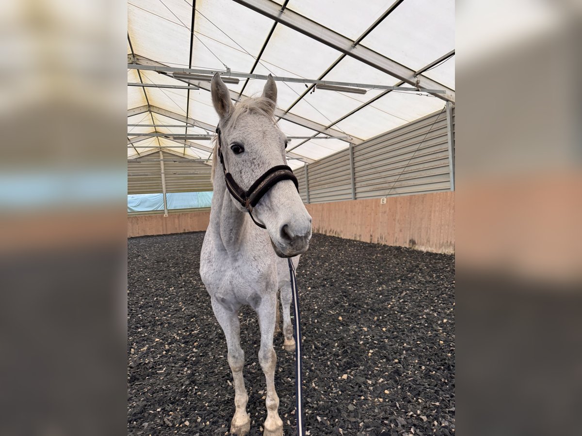 Irish Sport Horse Mare 16 years 17 hh Gray-Fleabitten in Katzenelnbogen