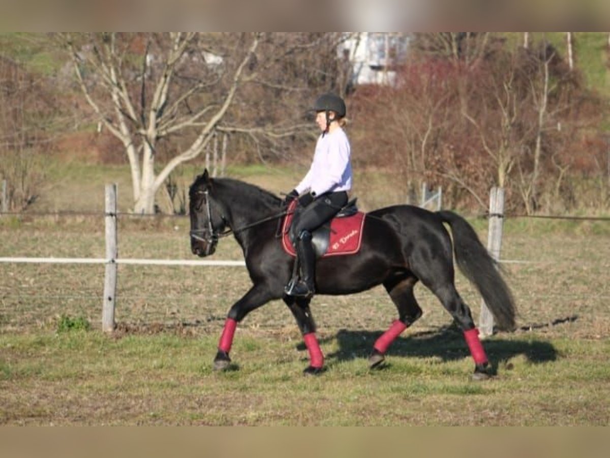 Irish Sport Horse Mare 17 years 14,1 hh Black in Goldgeben