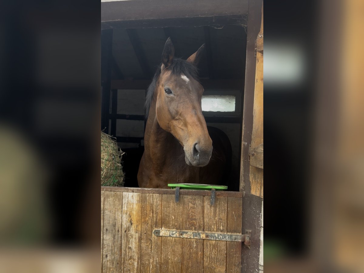 Irish Sport Horse Mare 17 years 16 hh Bay-Dark in Gro&#xDF;almerode