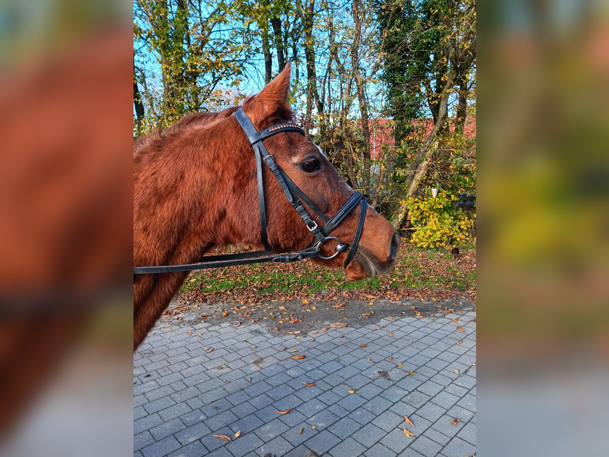 Irish Sport Horse Mare 24 years 13,2 hh Chestnut in Warendorf