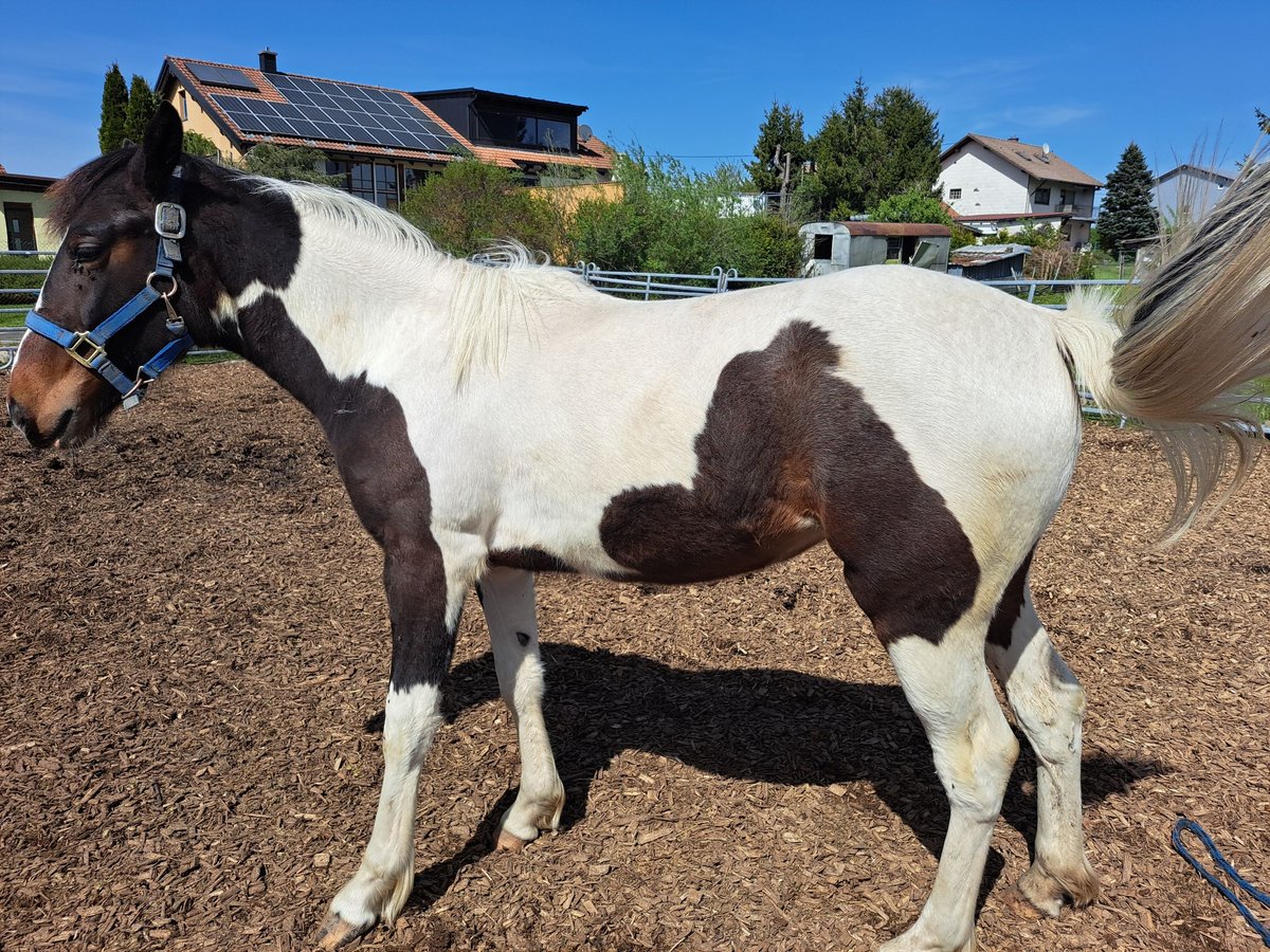 Irish Sport Horse Mix Mare 2 years 13,1 hh Pinto in Legau