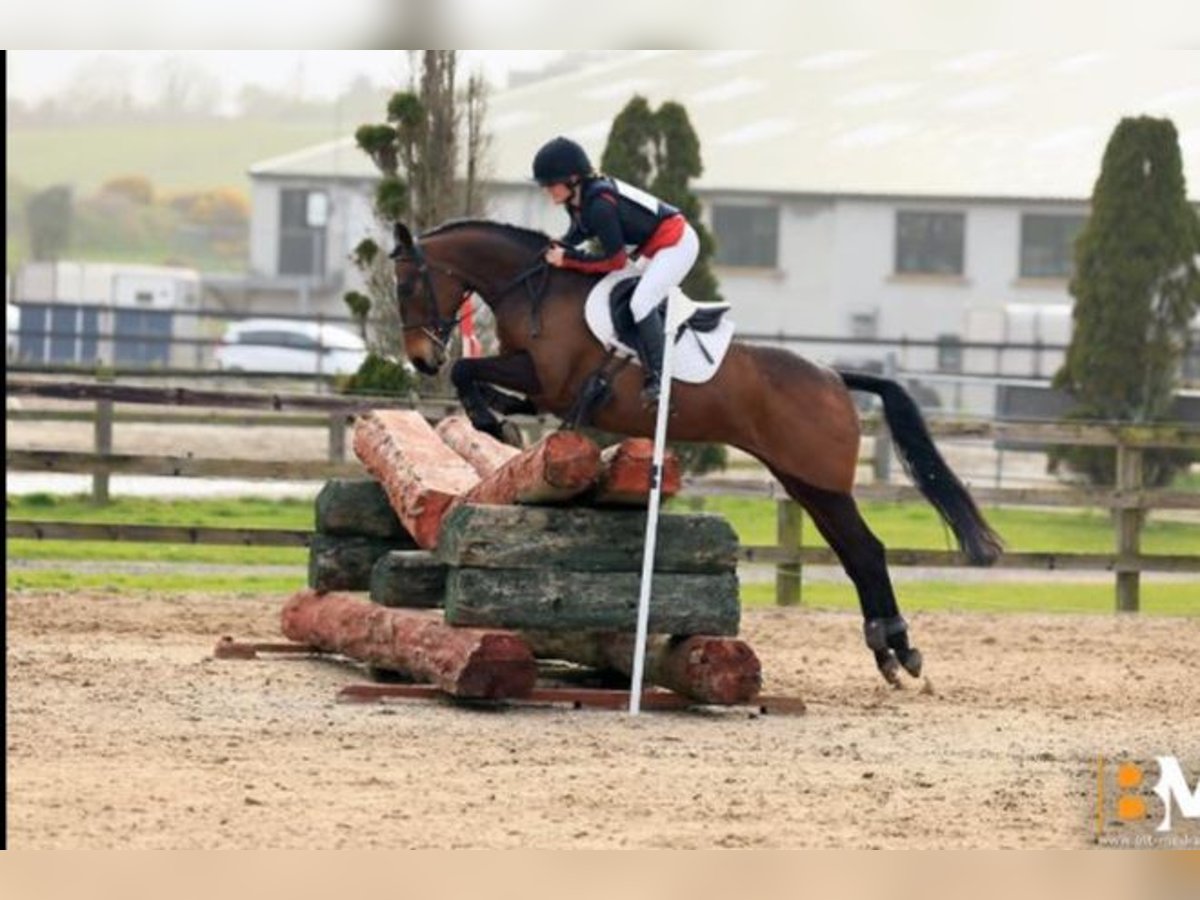 Irish Sport Horse Mare 4 years 14,1 hh Bay-Dark in Glenbrien