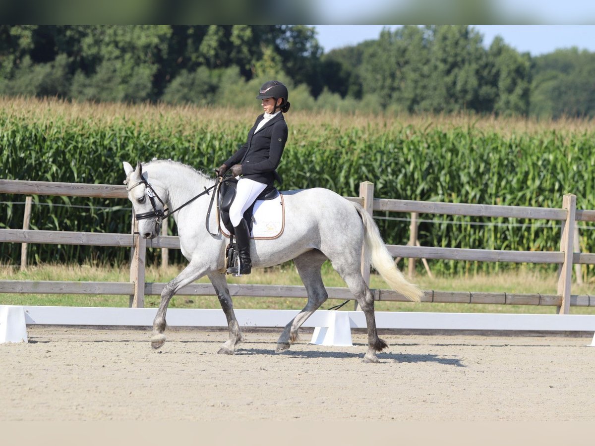 Irish Sport Horse Mare 4 years 14,2 hh Grey-Blue-Tan in Bogaarden