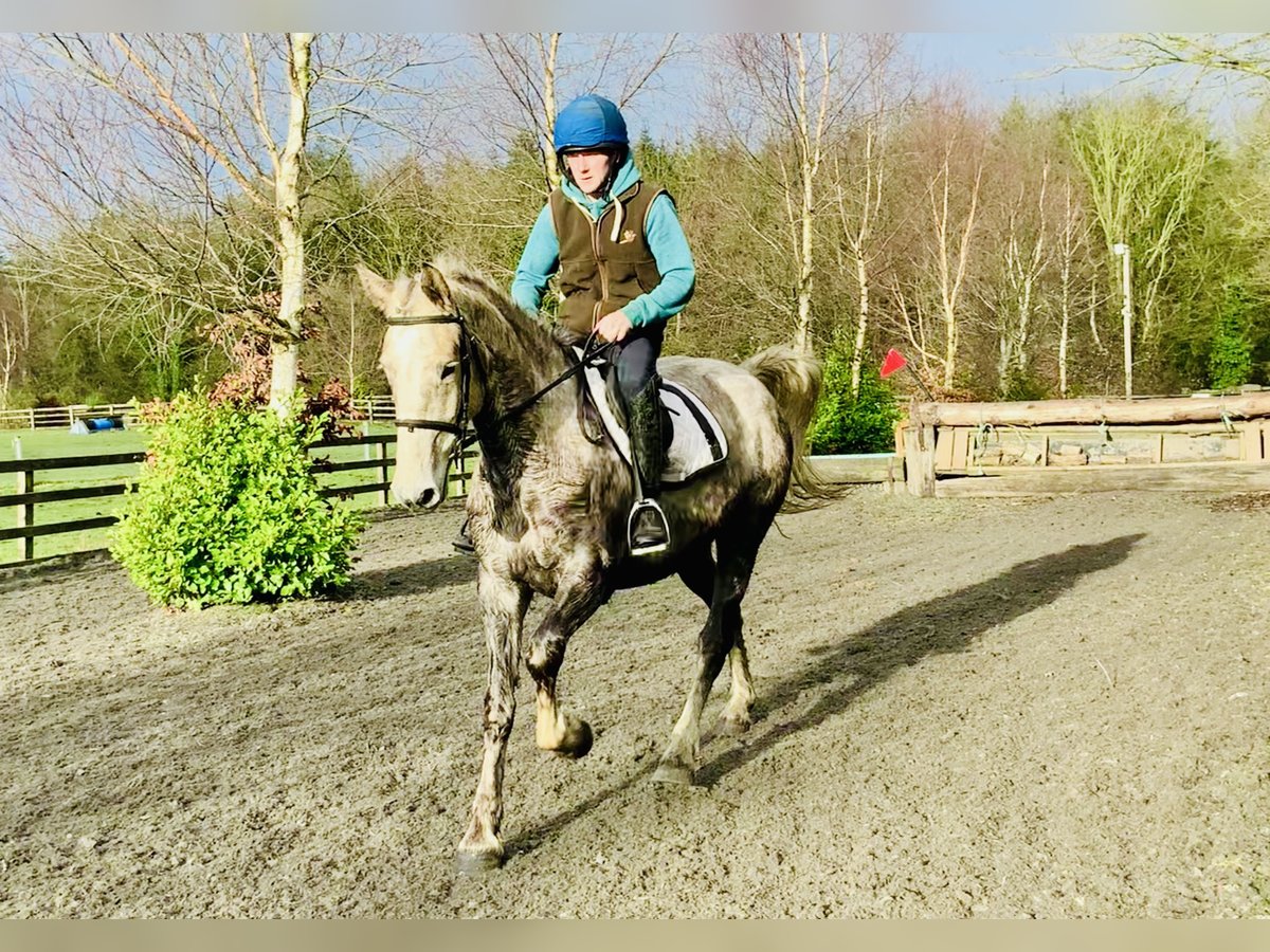 Irish Sport Horse Mare 4 years 15,3 hh Gray in Mountrath