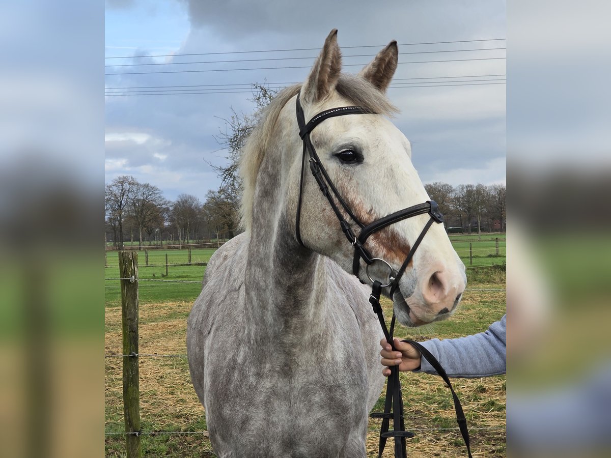 Irish Sport Horse Mare 4 years 15,2 hh Grey-Dapple in Wachtendonk