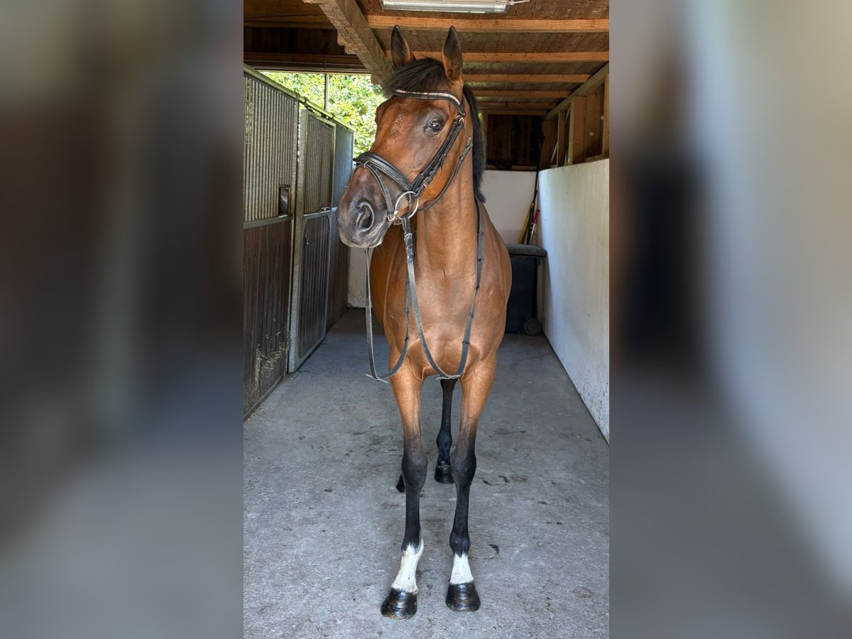 Irish Sport Horse Mare 4 years 15,3 hh Brown in Gummern