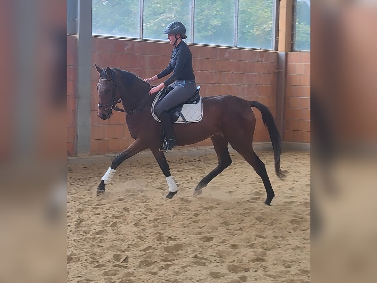 Irish Sport Horse Mare 4 years 16,1 hh Brown in Lage
