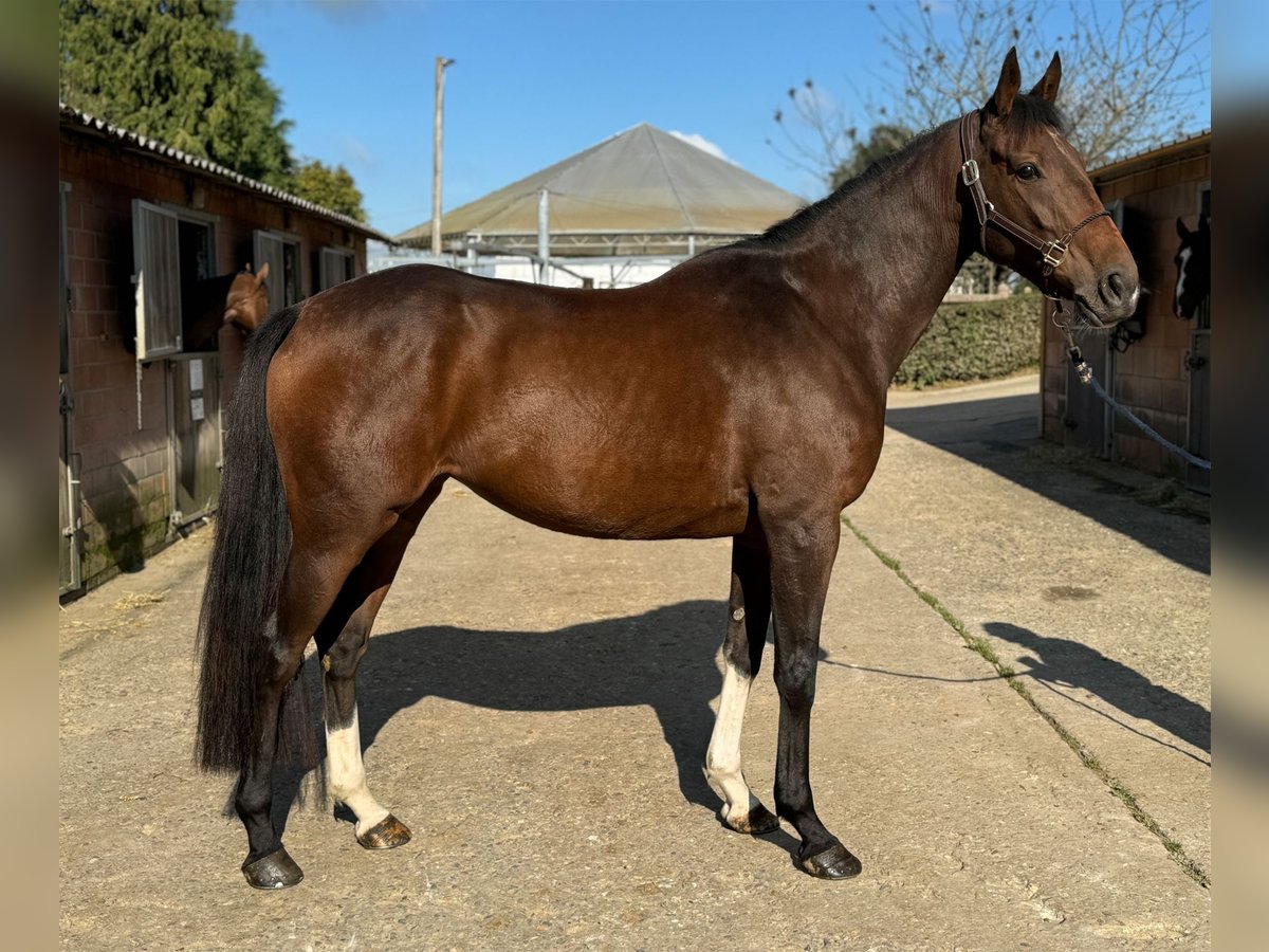 Irish Sport Horse Mare 4 years 16,1 hh Brown in Boutersem