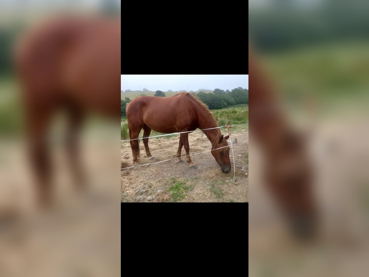 Irish Sport Horse Mare 4 years 16,1 hh Chestnut-Red in Cork city northside