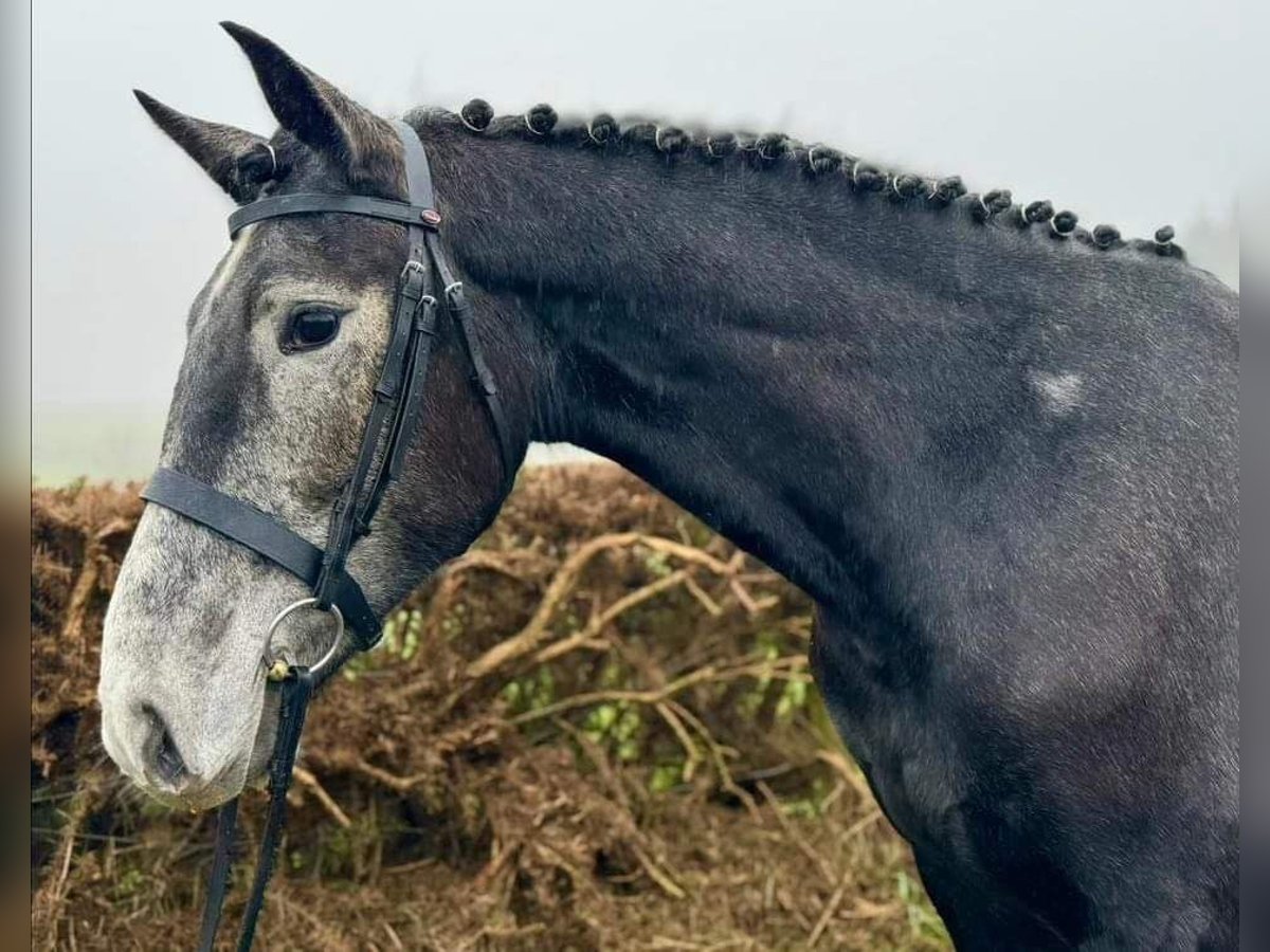 Irish Sport Horse Mare 4 years 16,1 hh Gray in Dundalk