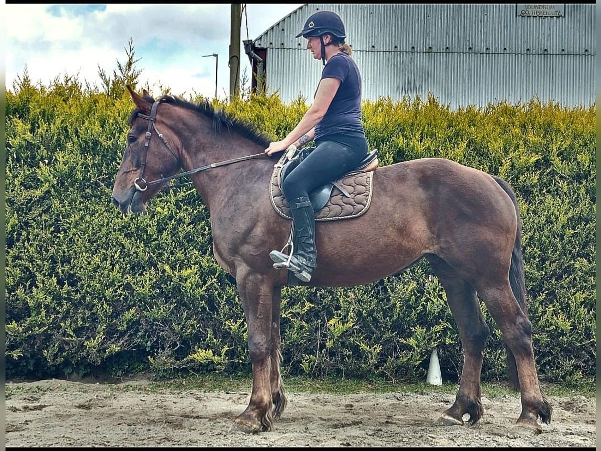 Irish Sport Horse Mare 4 years 16,3 hh Bay in Mullingar