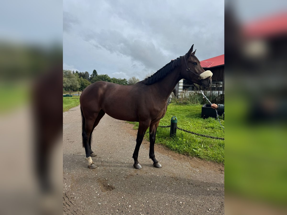 Irish Sport Horse Mare 4 years 16 hh Bay-Dark in Klagenfurt