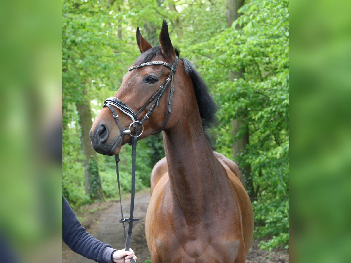 Irish Sport Horse Mare 4 years 16 hh Brown in Nettetal
