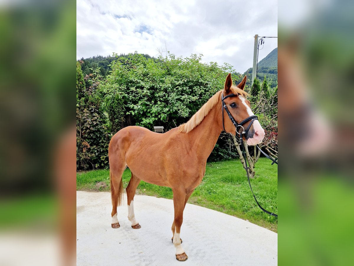 Irish Sport Horse Mare 4 years 16 hh Chestnut-Red in Gummern