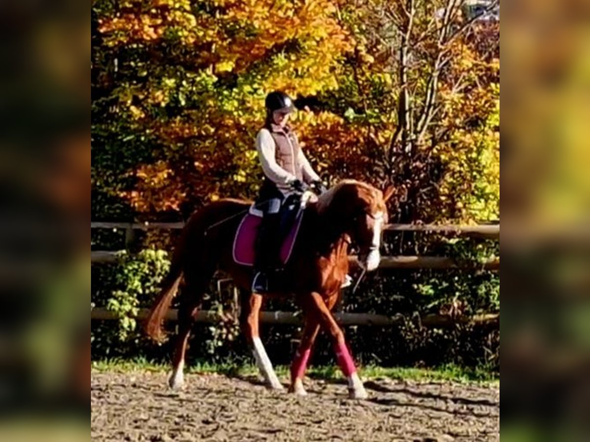 Irish Sport Horse Mare 4 years 16 hh Chestnut-Red in Gummern