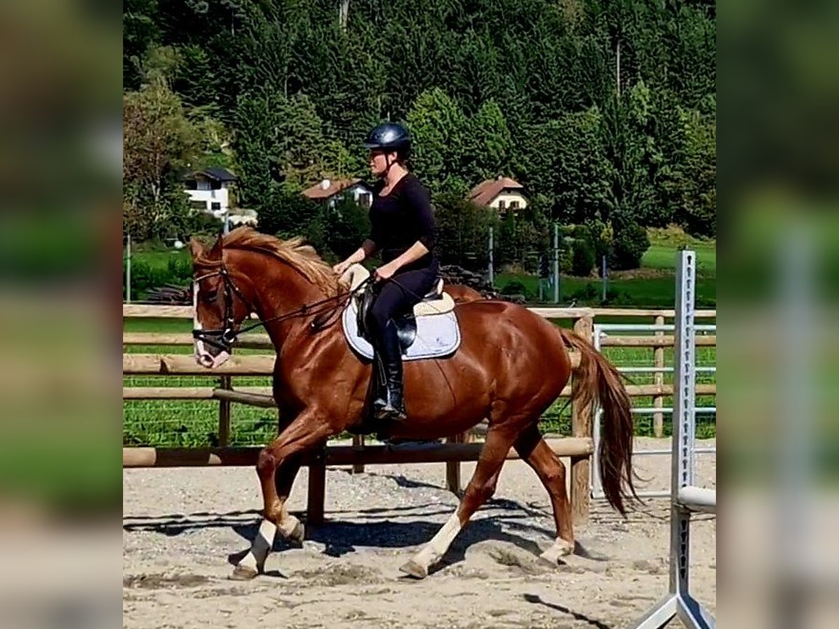 Irish Sport Horse Mare 4 years 16 hh Chestnut-Red in Gummern