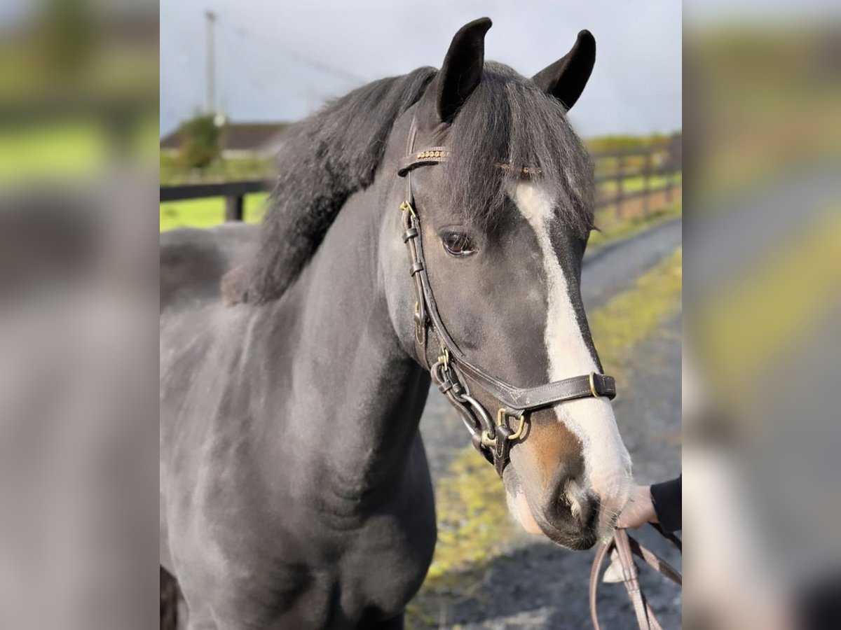 Irish Sport Horse Mix Mare 5 years 13,2 hh Brown in Cork