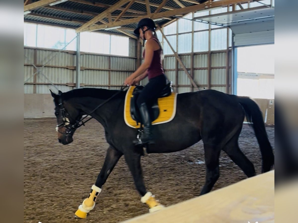 Irish Sport Horse Mare 5 years 15,2 hh Bay-Dark in Oebisfelde
