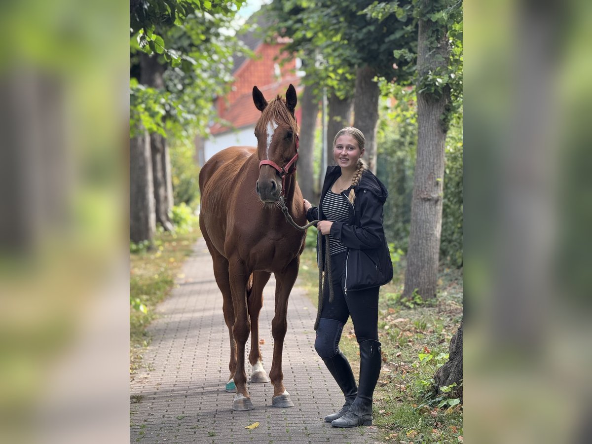 Irish Sport Horse Mare 5 years 15,2 hh Chestnut-Red in Schellerten