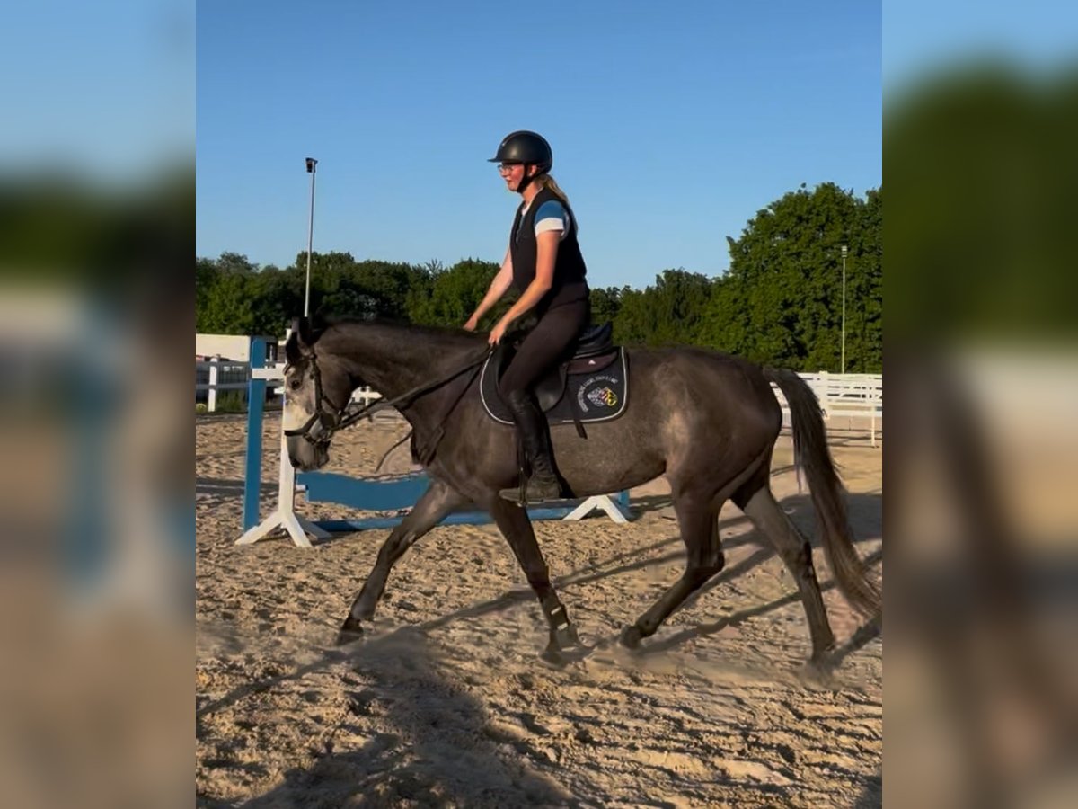 Irish Sport Horse Mare 5 years 15,2 hh Gray-Dapple in Lohfelden