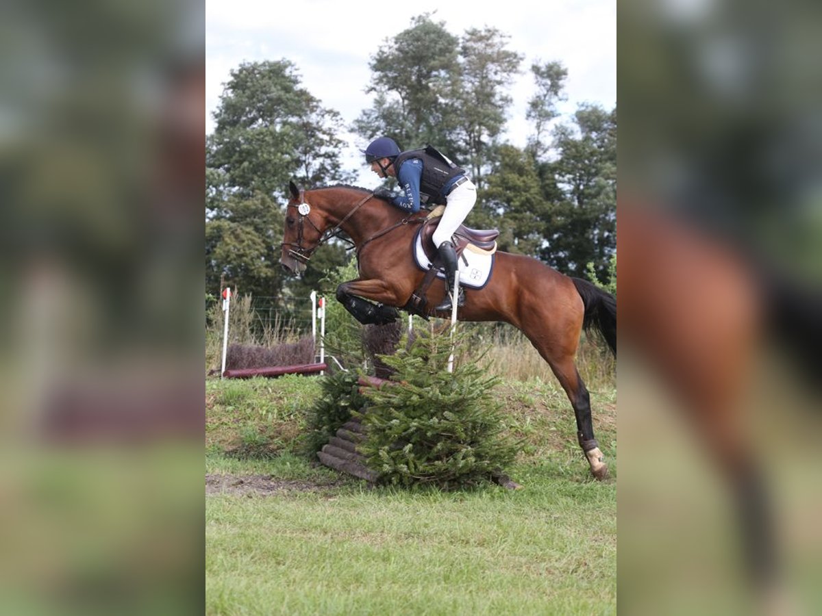 Irish Sport Horse Mare 5 years 16,1 hh Brown in Boutersem