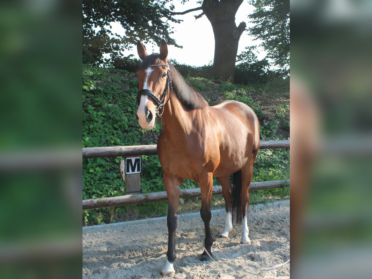 Irish Sport Horse Mare 5 years 16,1 hh Brown in Witten