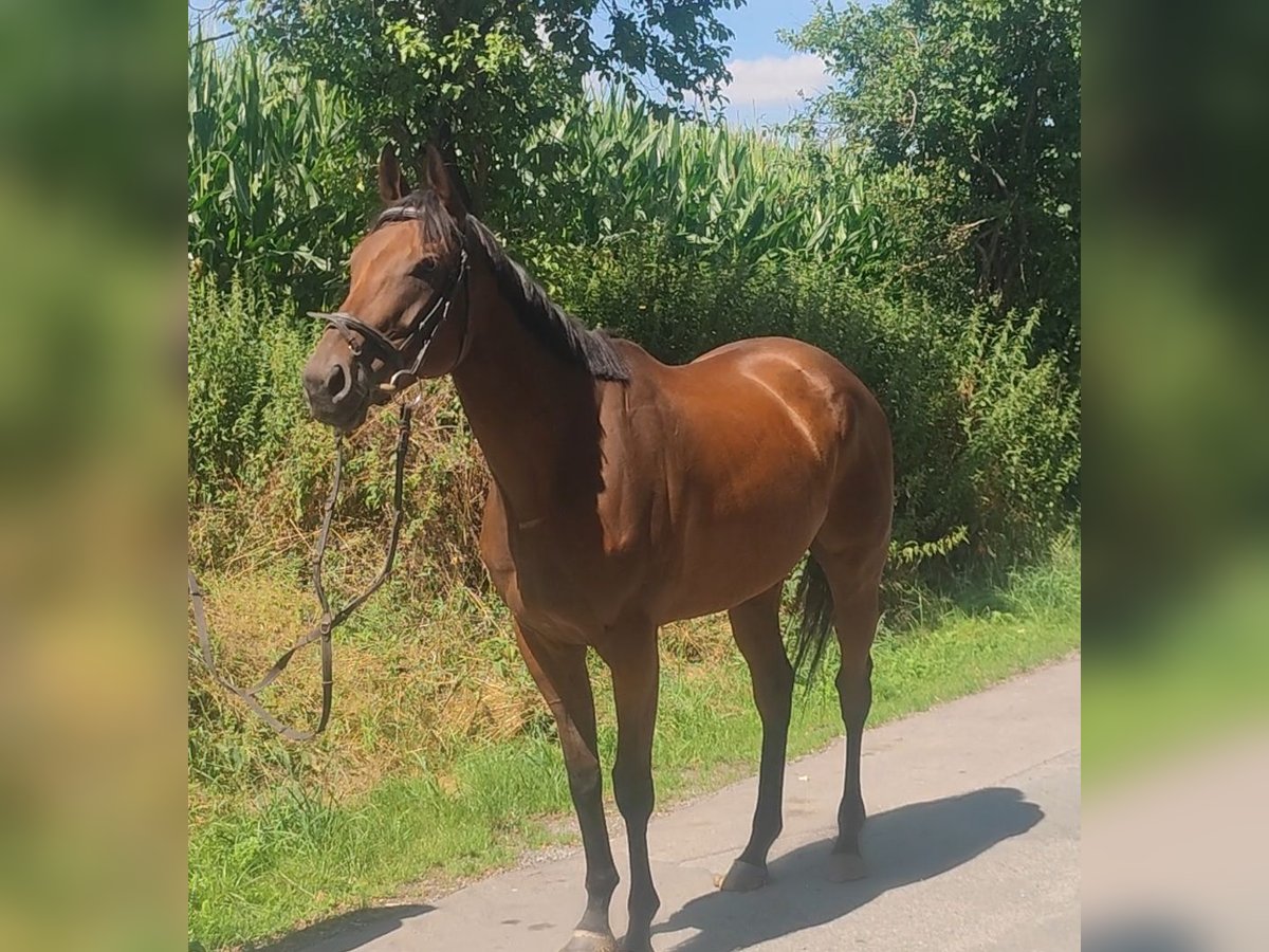 Irish Sport Horse Mare 5 years 16 hh Bay-Dark in Lage