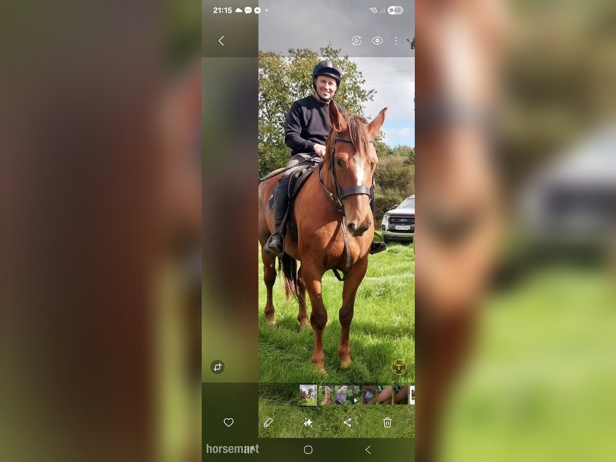 Irish Sport Horse Mare 5 years 16,2 hh Chestnut in Waterford