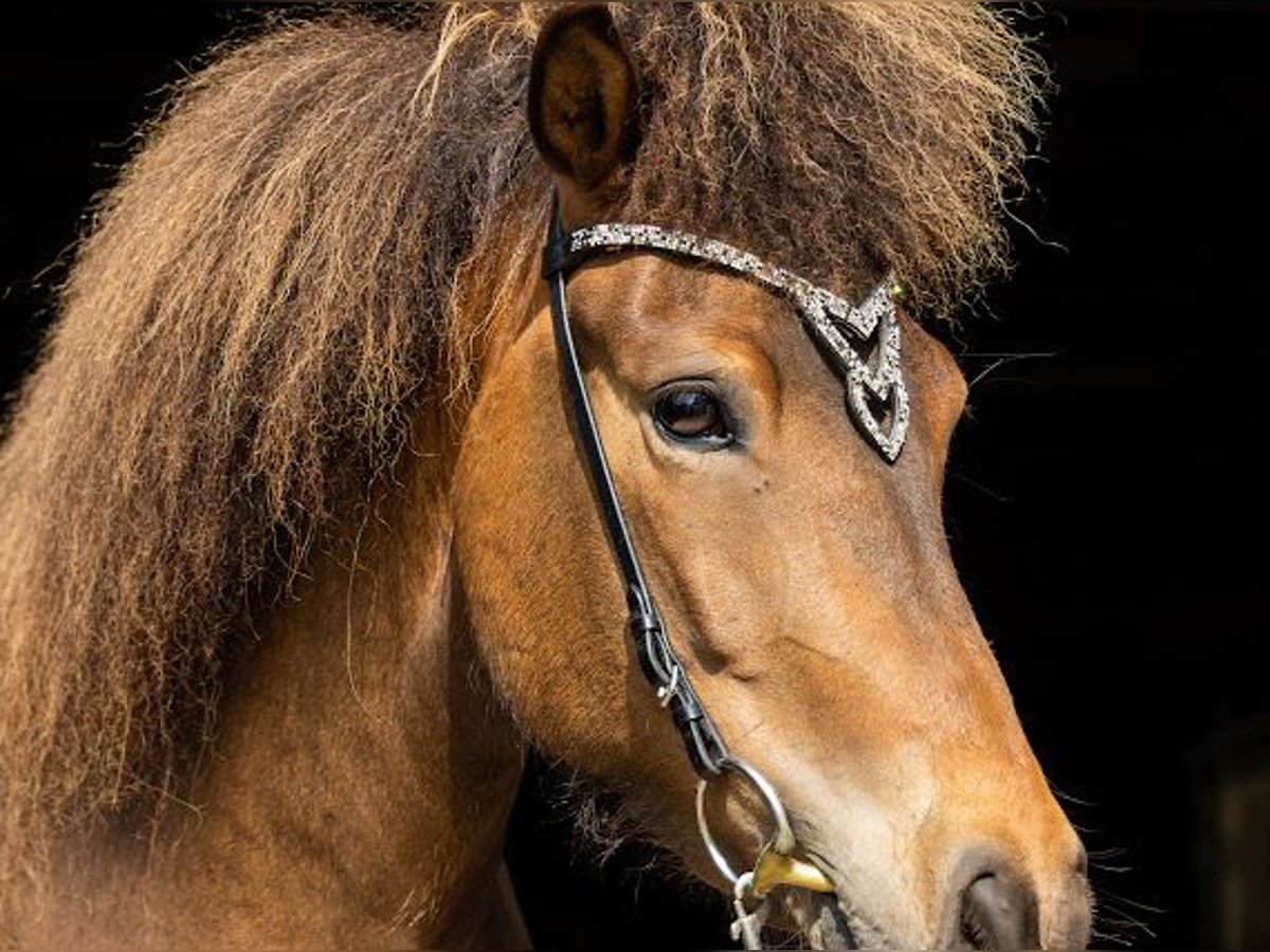 Irish Sport Horse Mare 6 years 13,2 hh Brown in Lehmrade