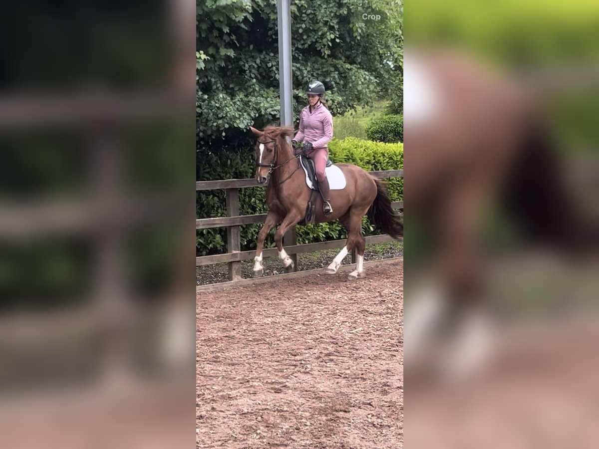 Irish Sport Horse Mare 6 years 15,3 hh Chestnut in Loughrea