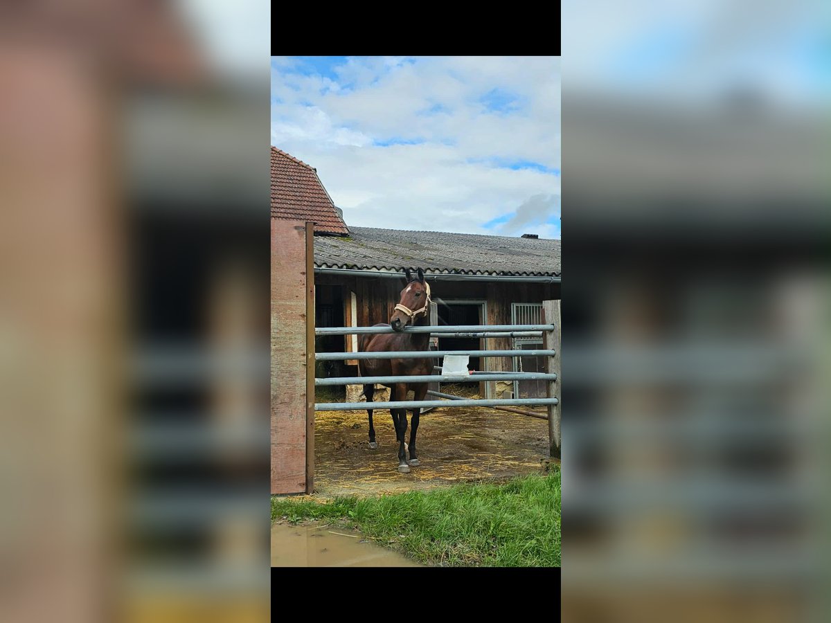 Irish Sport Horse Mare 6 years 15,2 hh Brown in Sipbachzell