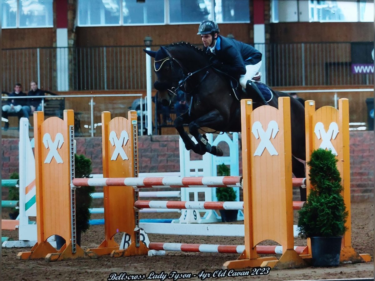 Irish Sport Horse Mare 6 years 15,2 hh Brown-Light in Sligo