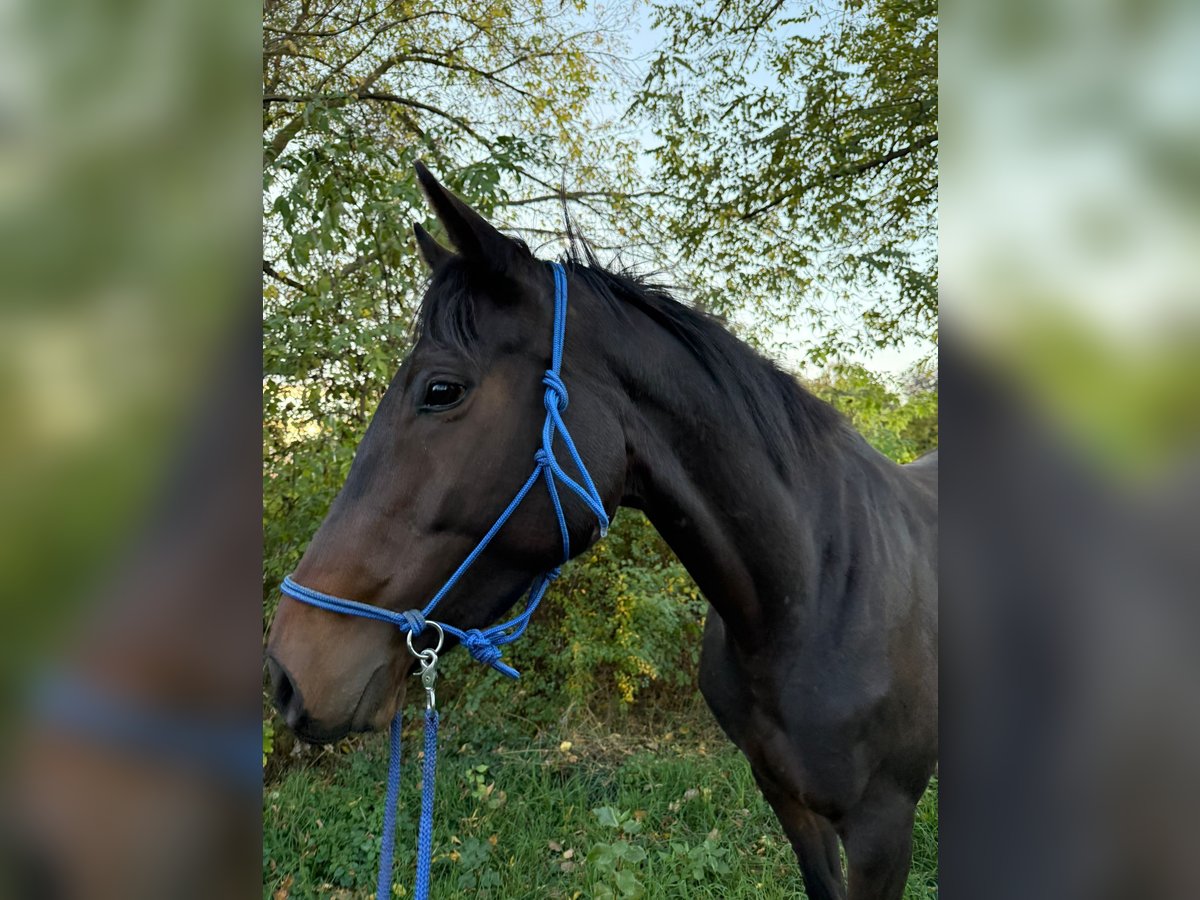 Irish Sport Horse Mare 6 years 15,3 hh Brown in Ditfurt