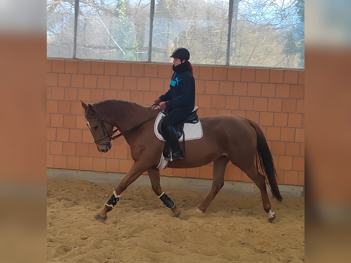 Irish Sport Horse Mare 6 years 16,1 hh Chestnut-Red in Lage