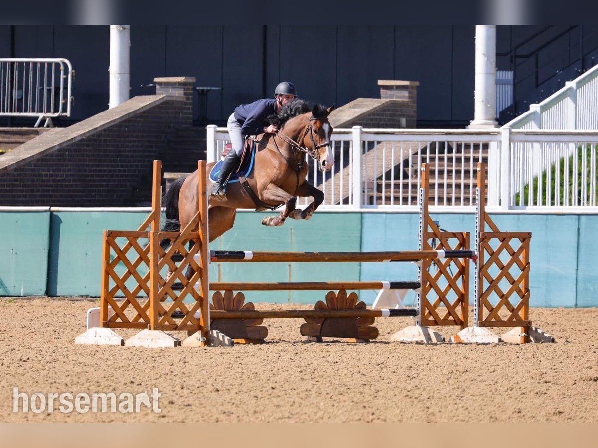Irish Sport Horse Mare 6 years 16,2 hh Bay in Warwick