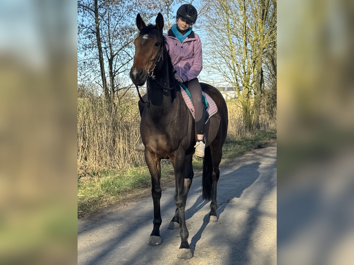 Irish Sport Horse Mare 6 years 16 hh Brown in Leer (Ostfriesland)