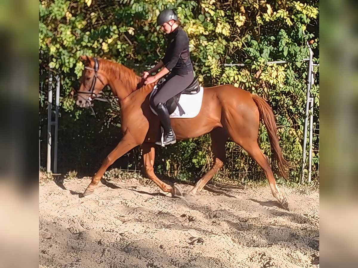 Irish Sport Horse Mare 6 years 16 hh Chestnut in Lage