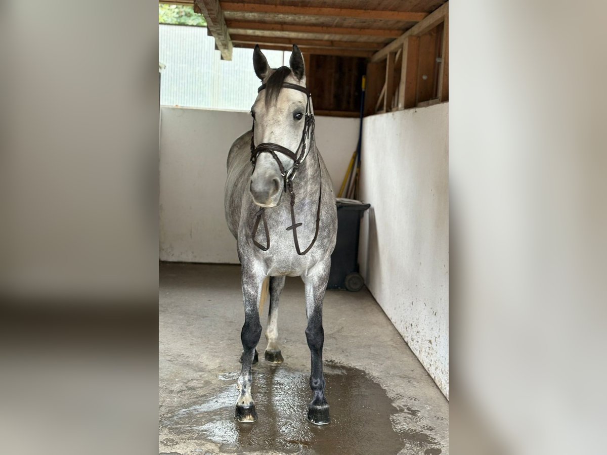 Irish Sport Horse Mare 6 years 16 hh Grey-Dapple in Gummern